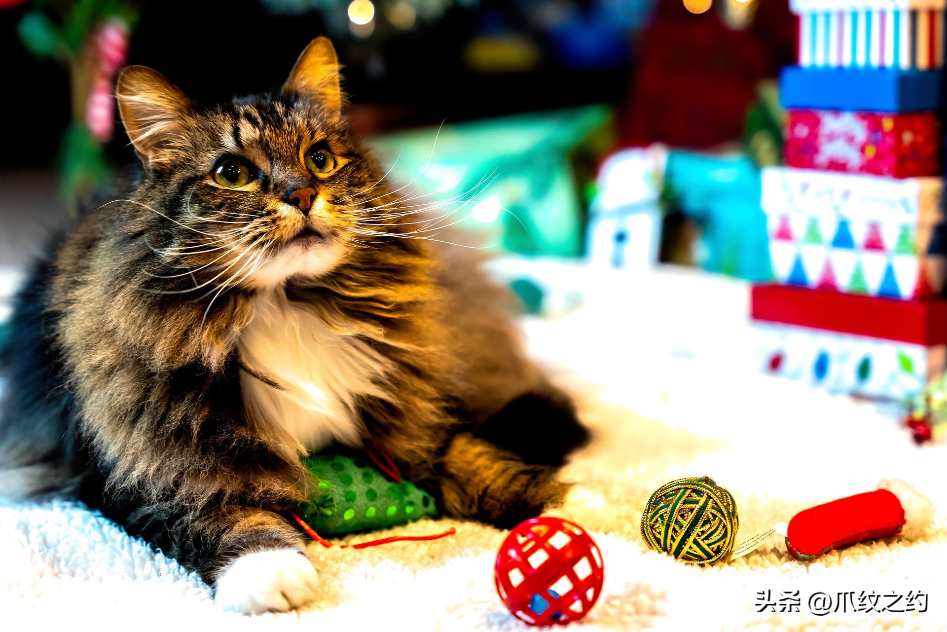 萌新养宠第三课：让宠物安全度过适应期的四项准备工作