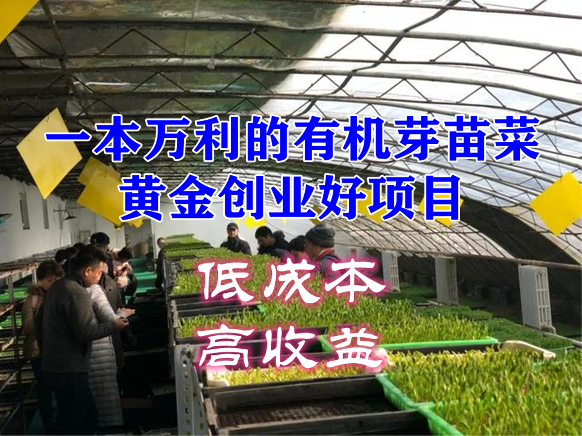 临沂芽苗菜栽培技术学习,山东潍坊芽苗菜技术哪家最强