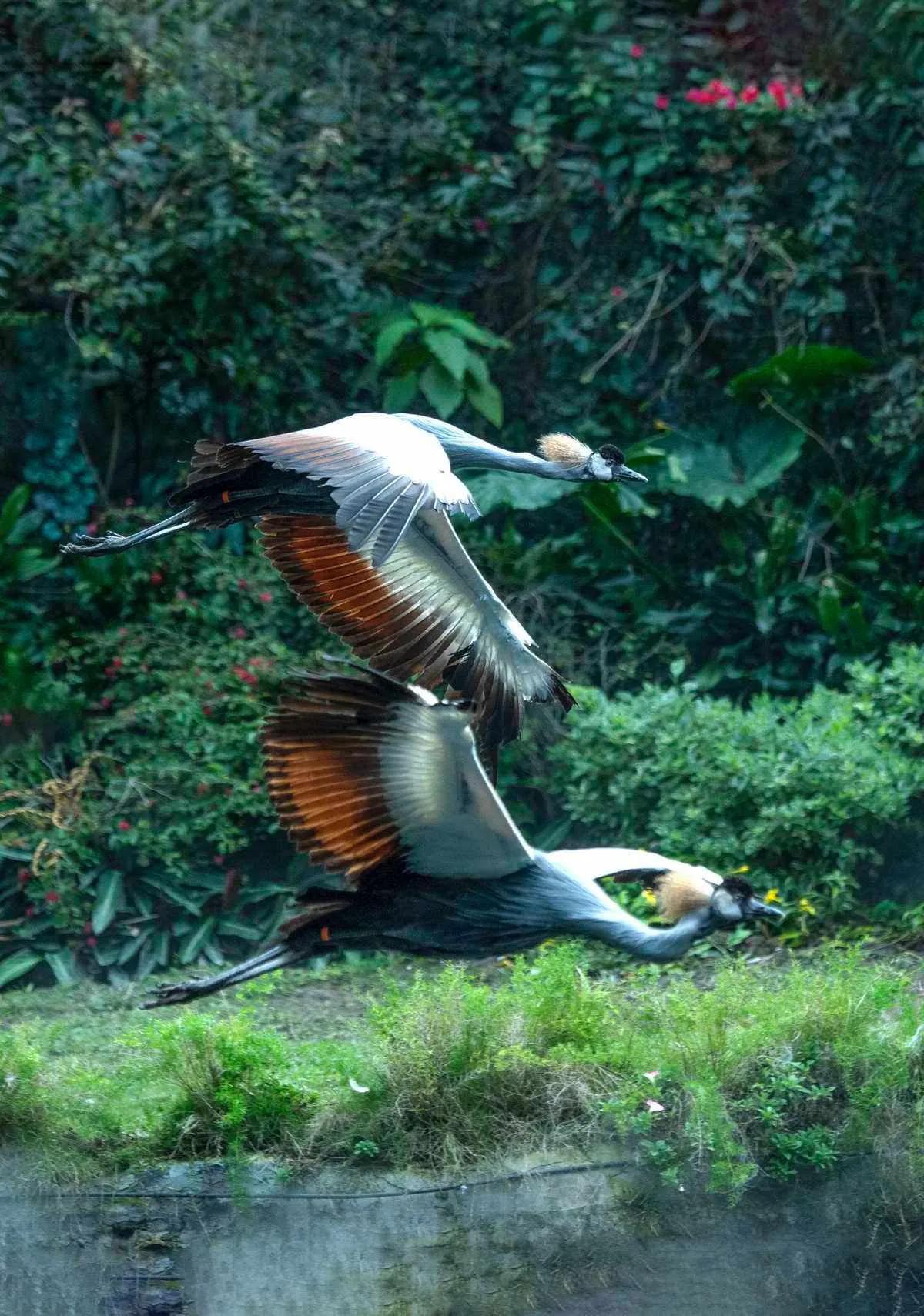 广州长隆野生动物世界有大象吗,广州长隆野生动物世界有多少动物