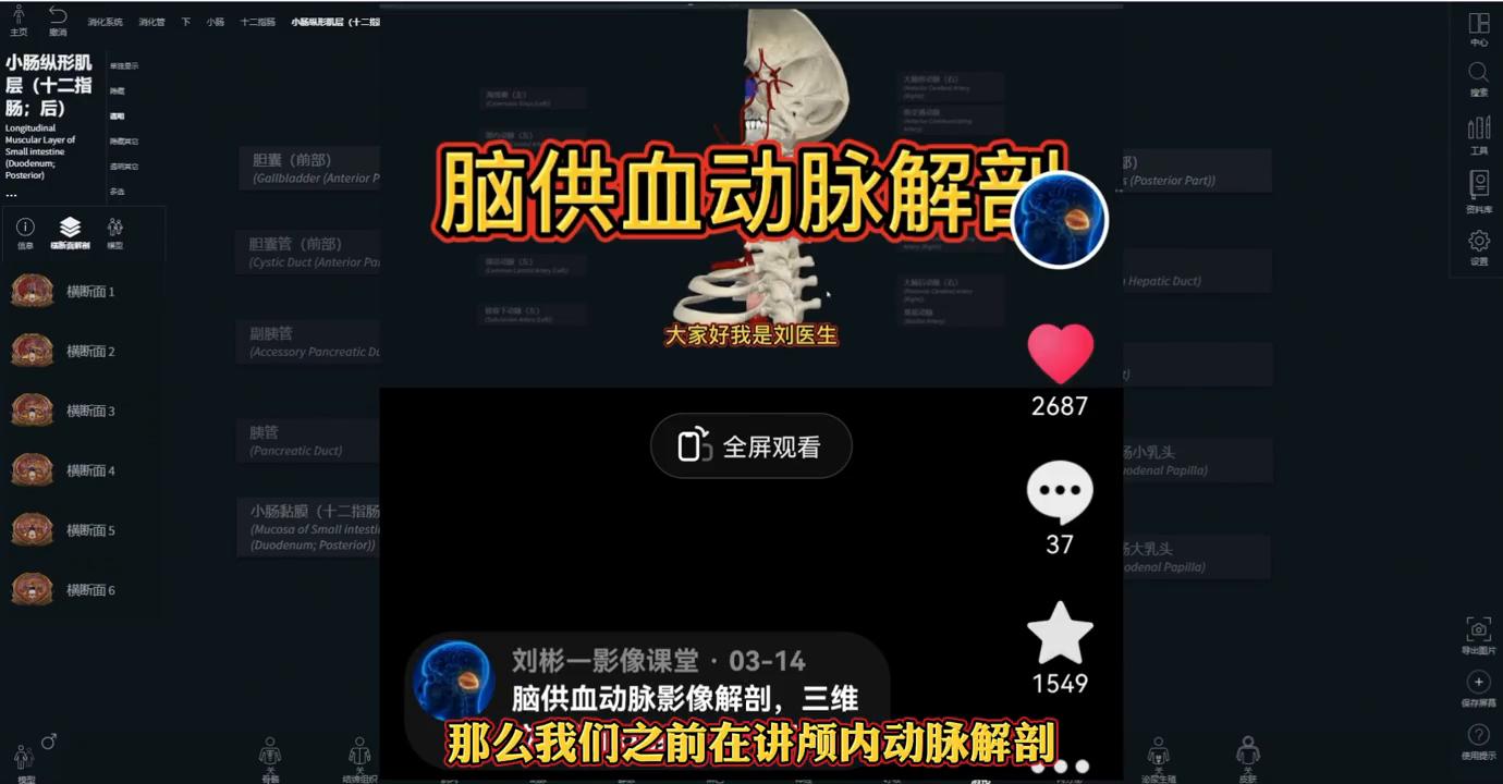 解剖基础：胆管和胰管解剖分享，实用干货！#解剖