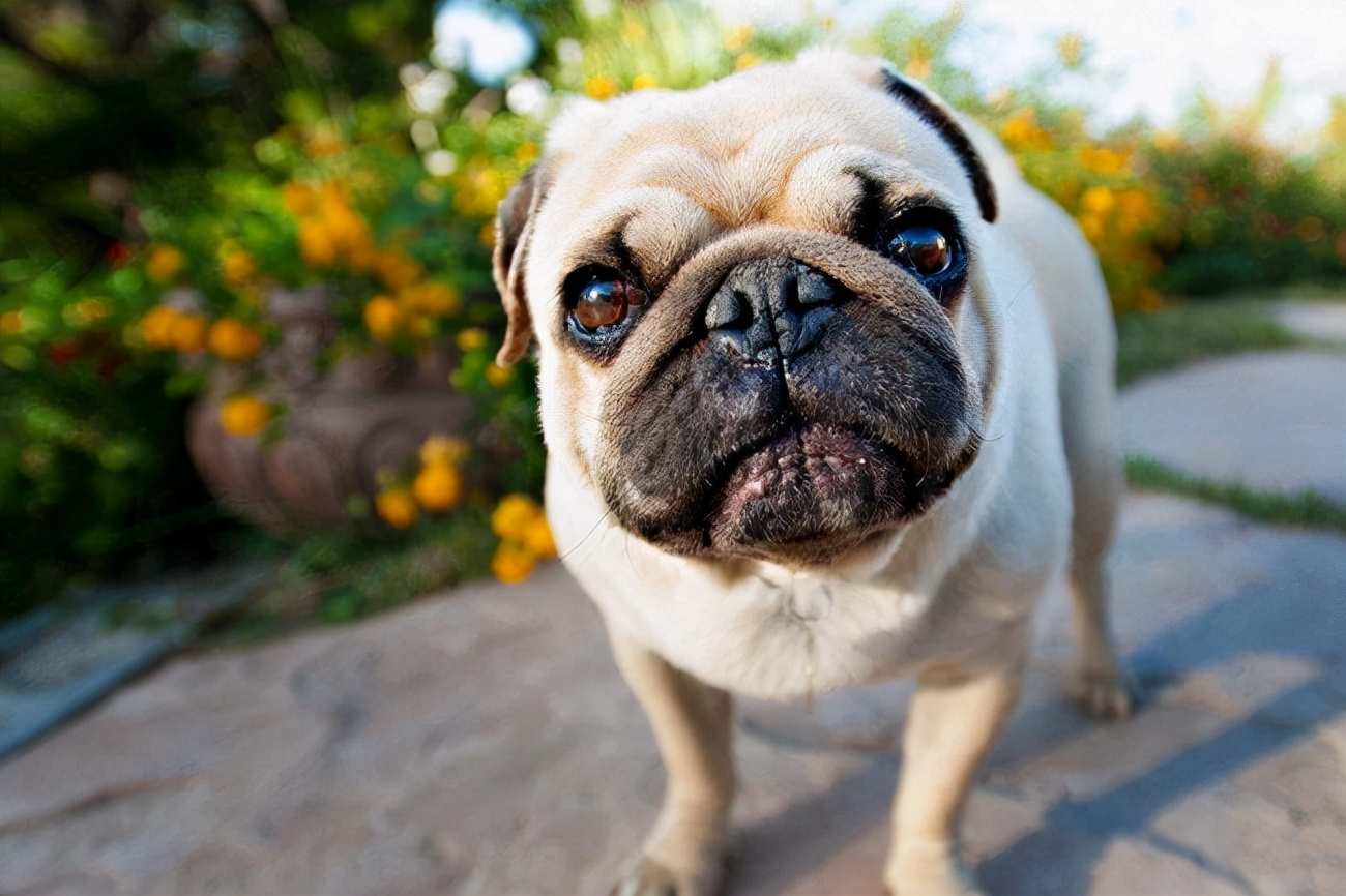 巴哥犬掉毛厉害,巴哥炸毛掉毛