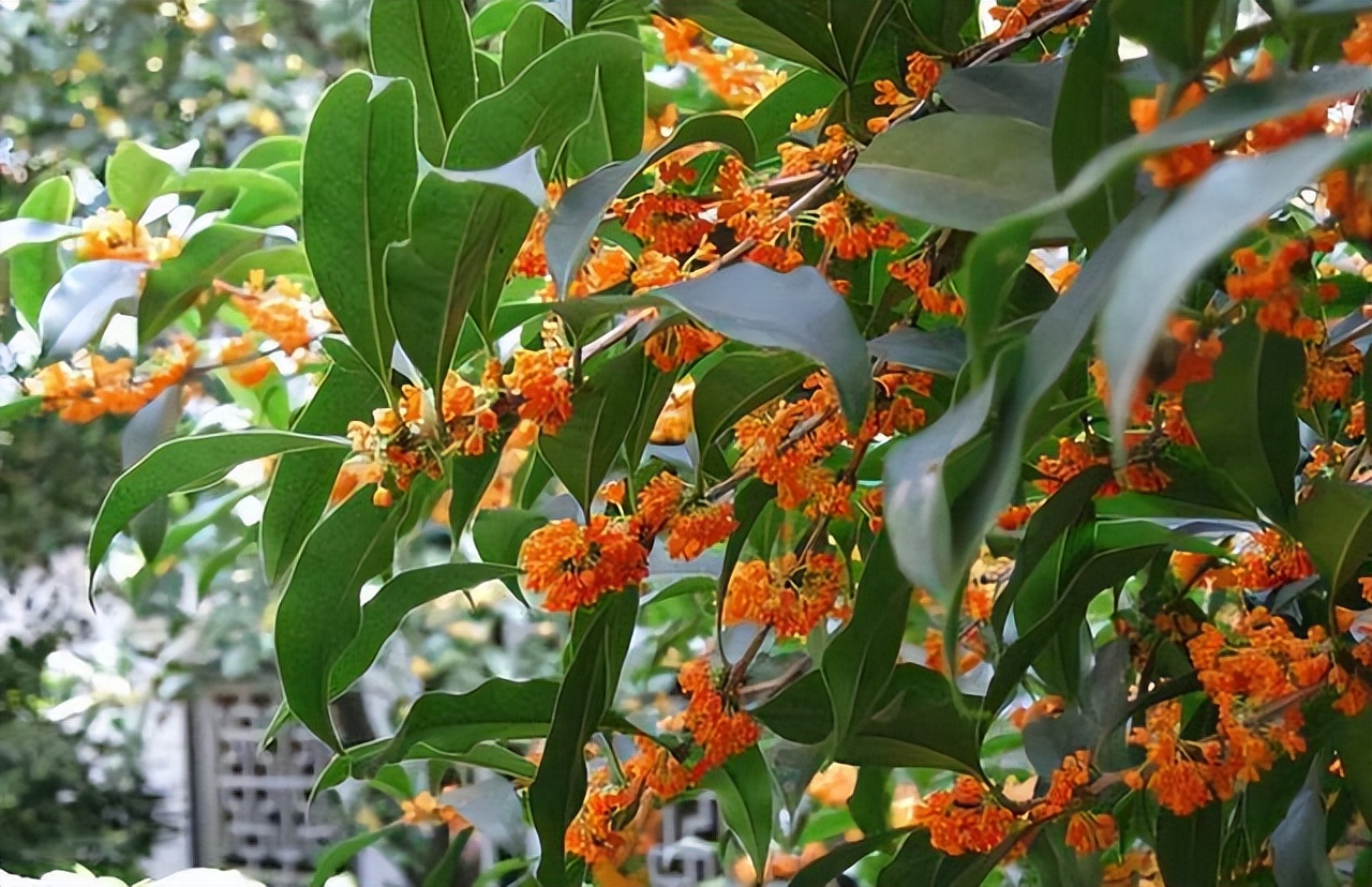 农村自建房庭院门前种什么果树好,东北地区庭院里门前适合种什么树