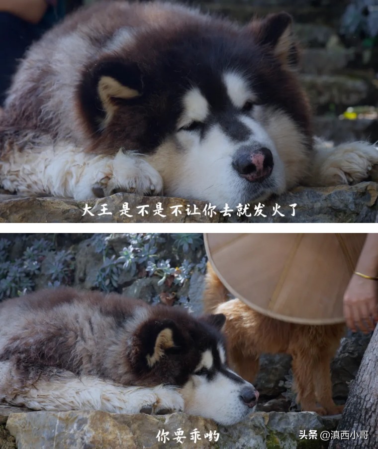 美丽的红宝石石榴,一席一果