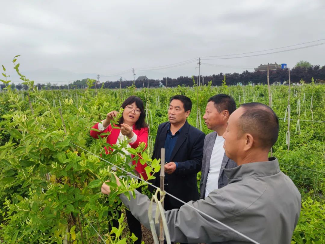 陕西杨凌:小小金银花开出致富好“钱”景