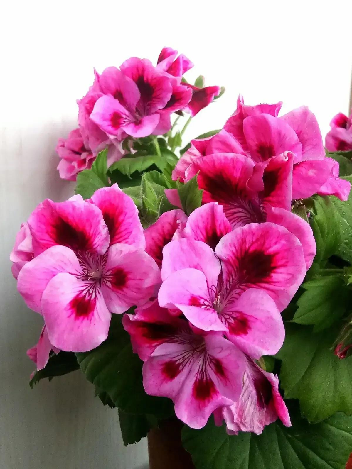 蝴蝶梅修剪视频教程,蝴蝶梅可以养老桩吗