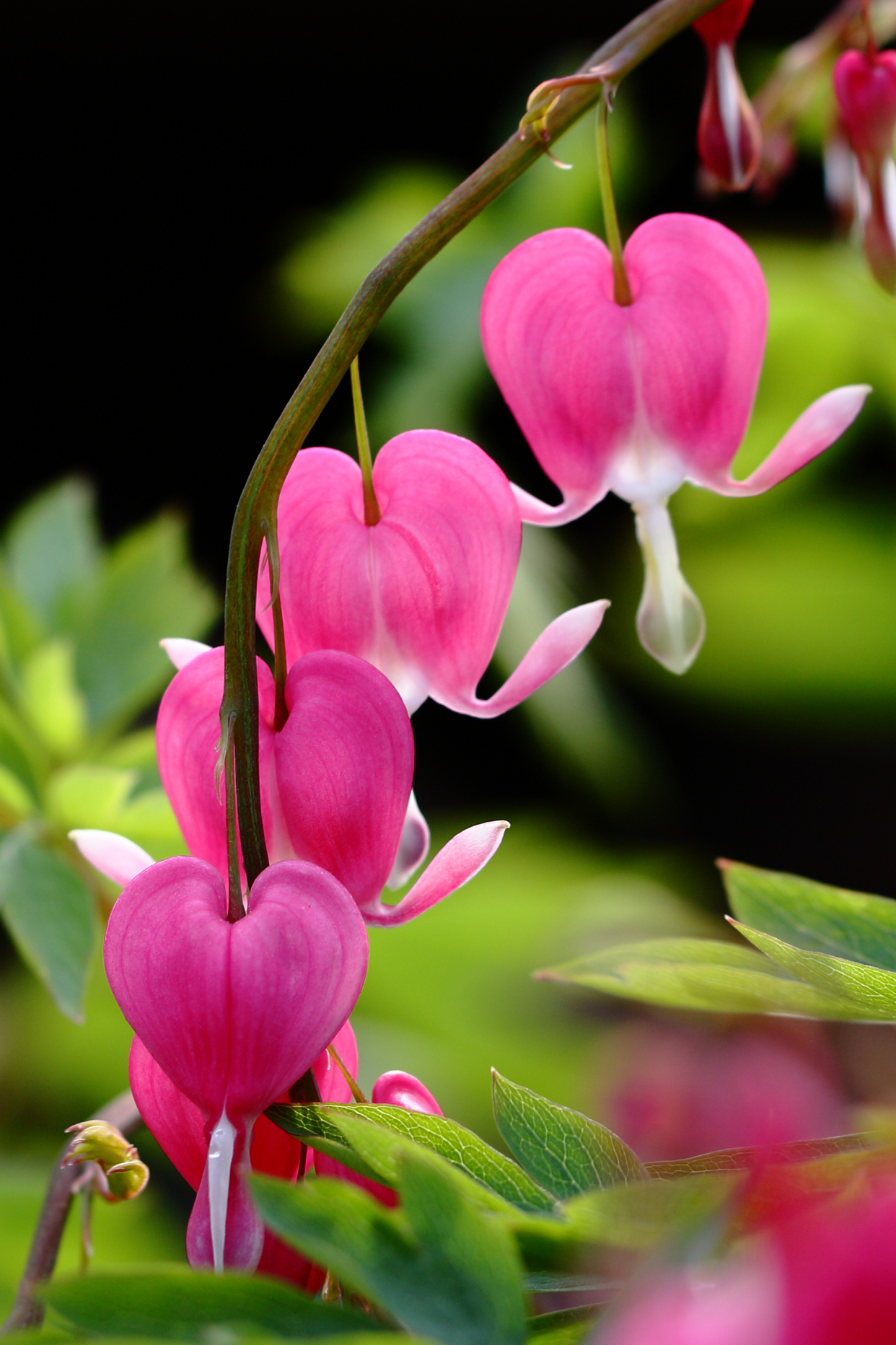 百花齐放春意浓群芳争艳,百花齐放喜迎新春