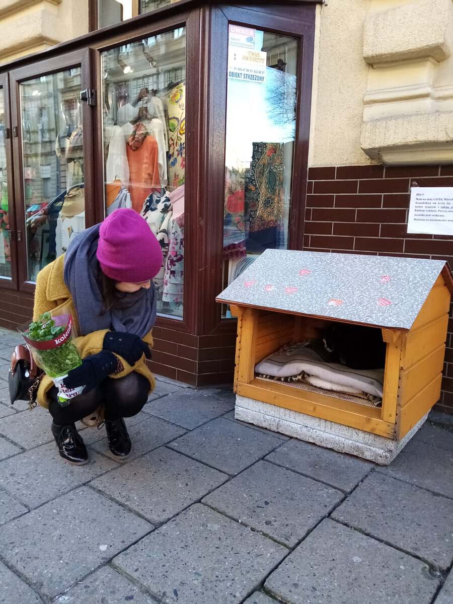 波兰一流浪猫成5星旅游景点,一只流浪的大肥猫