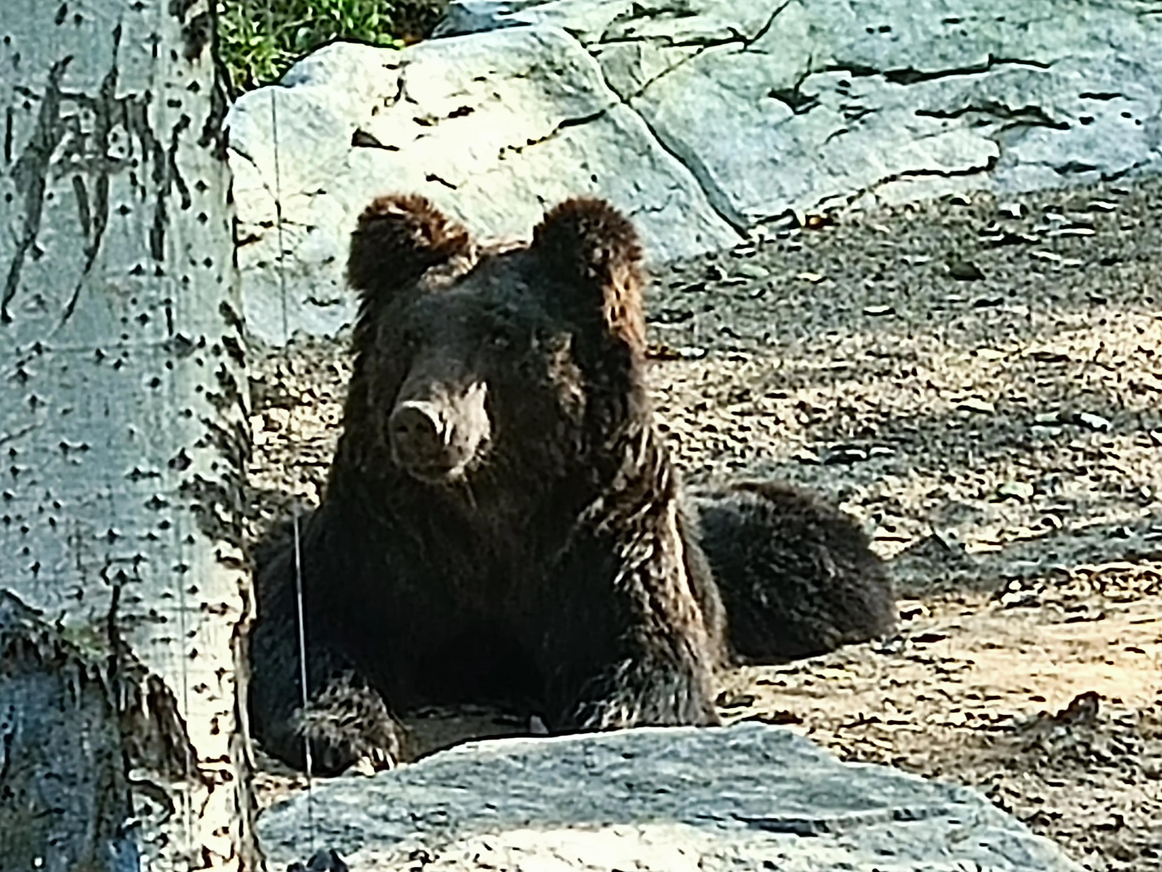 北京动物园和北京野生动物园区别,北京野生动物园狗妈妈和老虎狮子