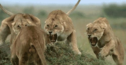 提高认知增长知识的高分纪录片,孩子必看的5部纪录片