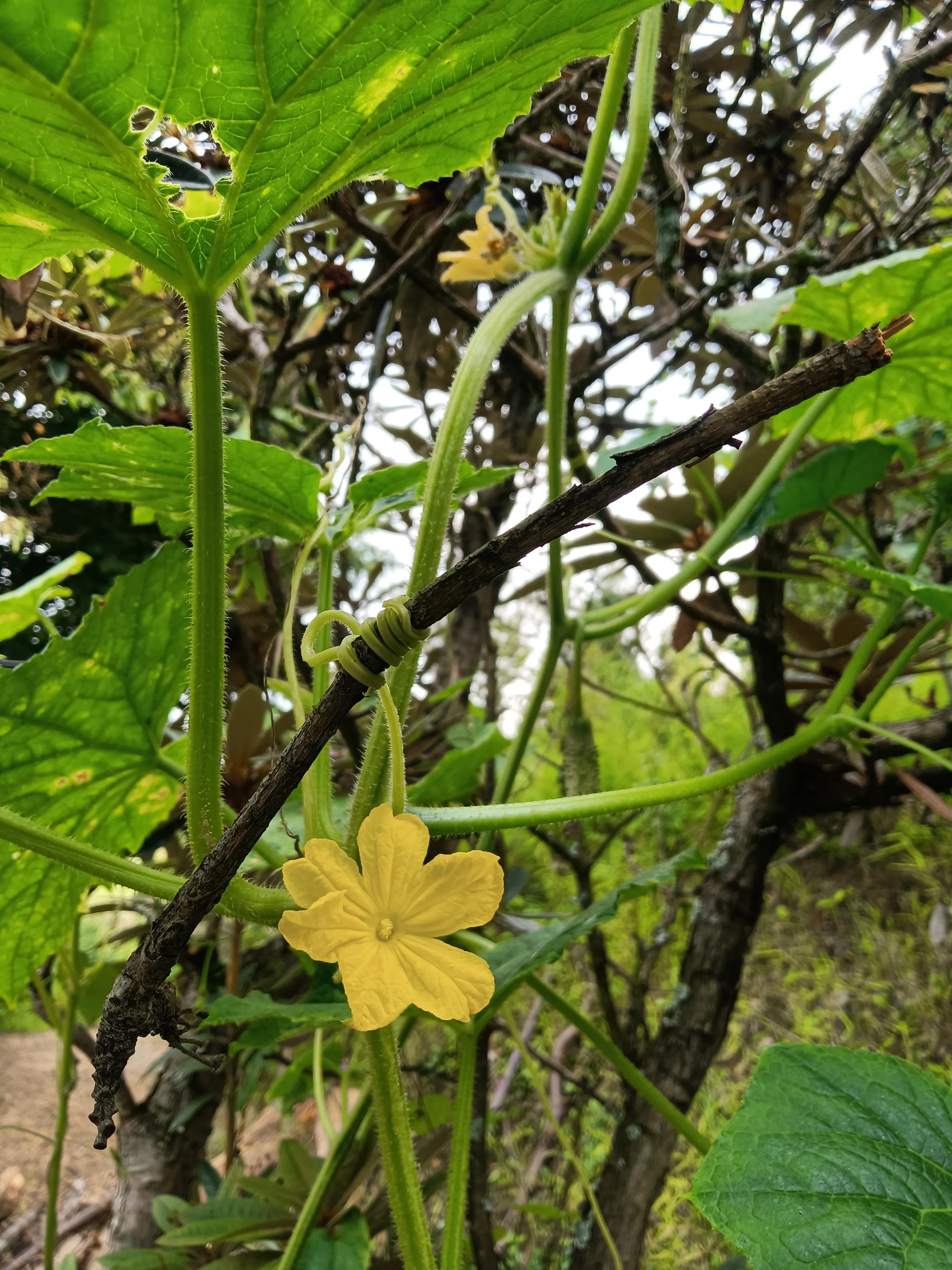 鬼节中国人过吗,你们有没有见过鬼节