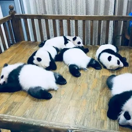 四川成都旅游攻略大全,成都旅游攻略带小孩自由行攻略