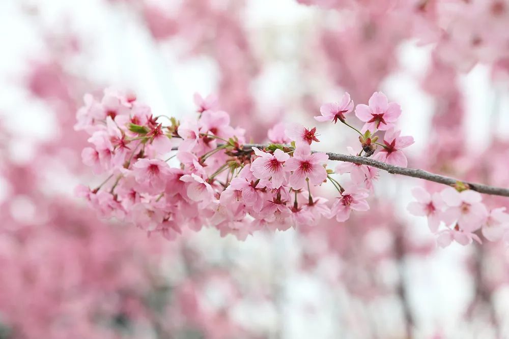 染井吉野樱花是什么樱花,大岛樱花和染井吉野樱的区别