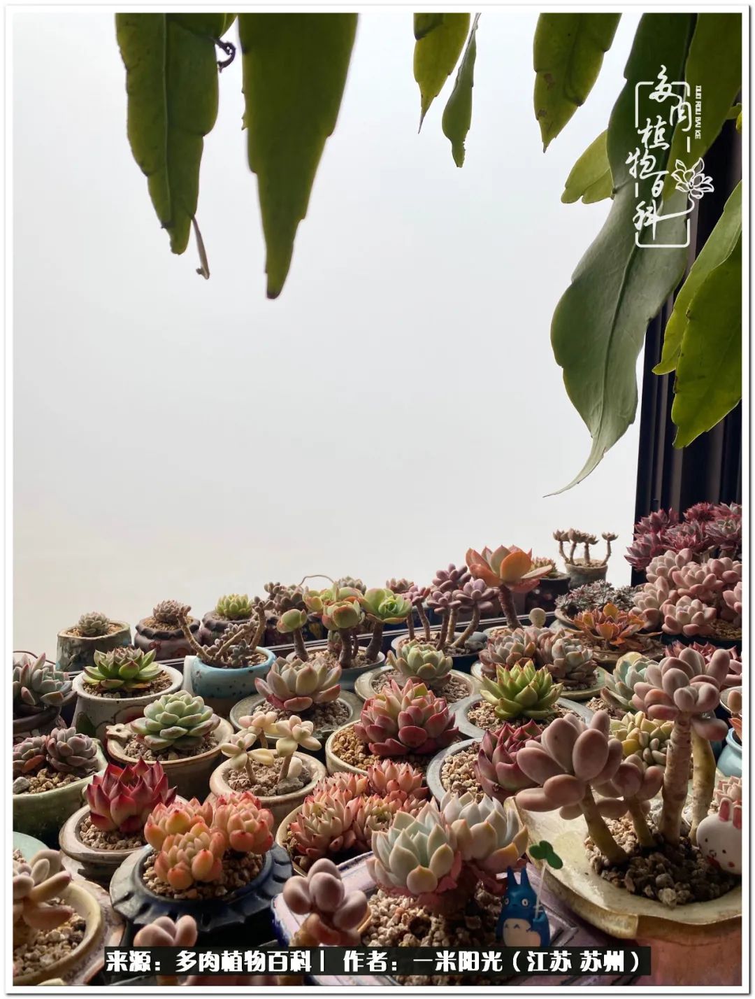 幸福就是珍惜当下所拥有的,珍惜当下所拥有的才是幸福的