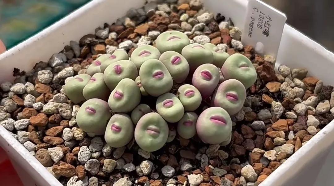 你猜我说话算话吗搞笑图片,你猜啊搞笑图片