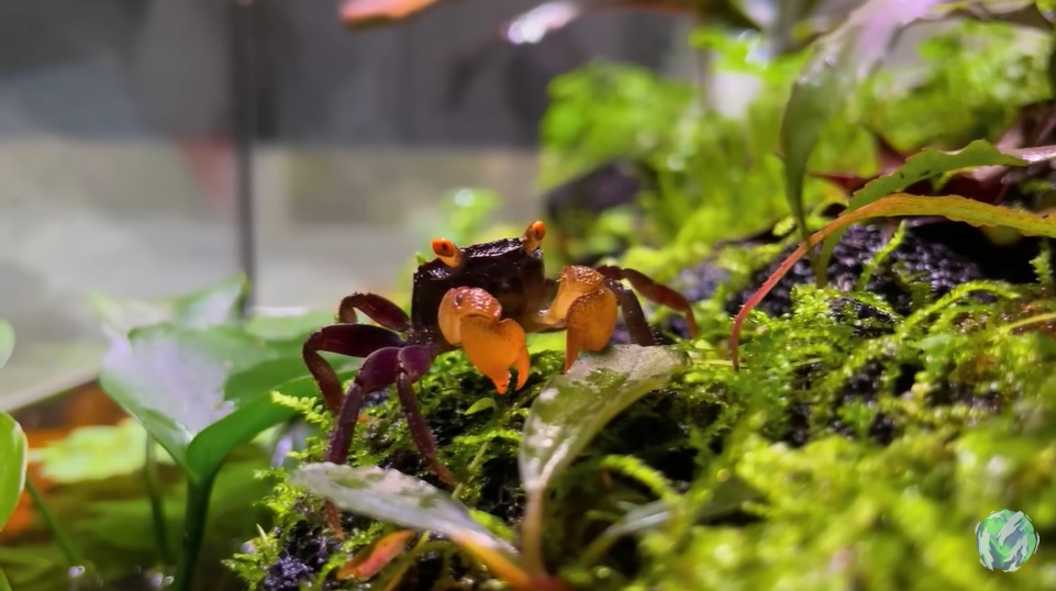 美国小哥在卧室建出一缸热带雨林，食物链环环相扣，太强了