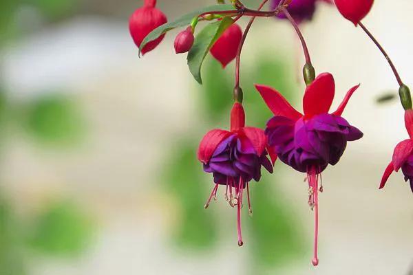 倒挂金钟花图片大赏,开单放鞭炮庆祝图片图文