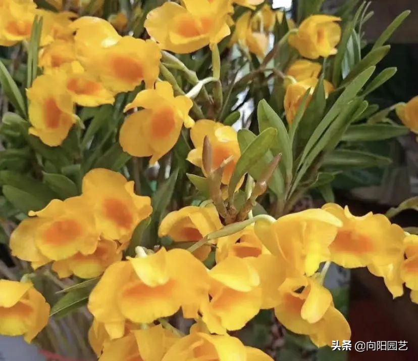 石斛高芽养多久会开花,石斛花开好看不