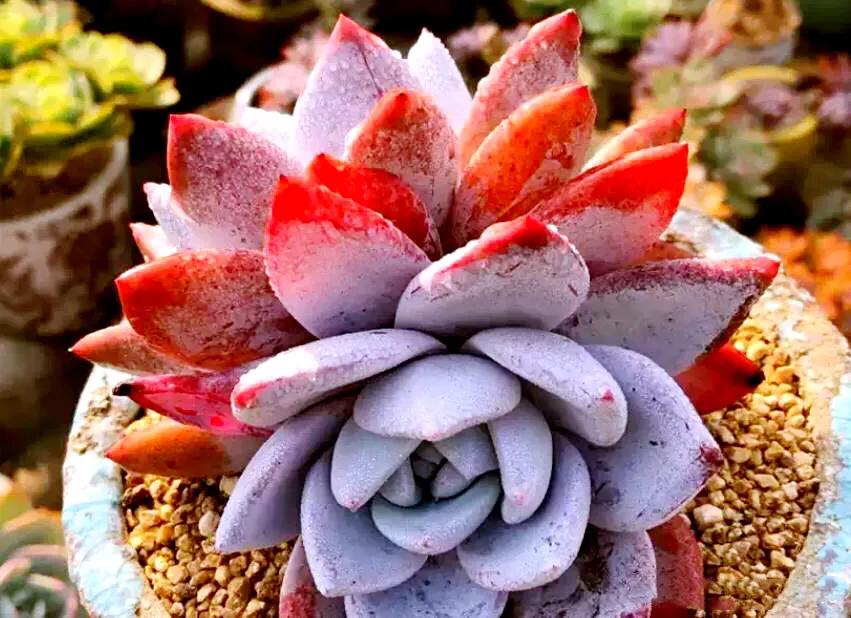 又美又仙的多肉,多肉植物100年的老桩奥普琳娜