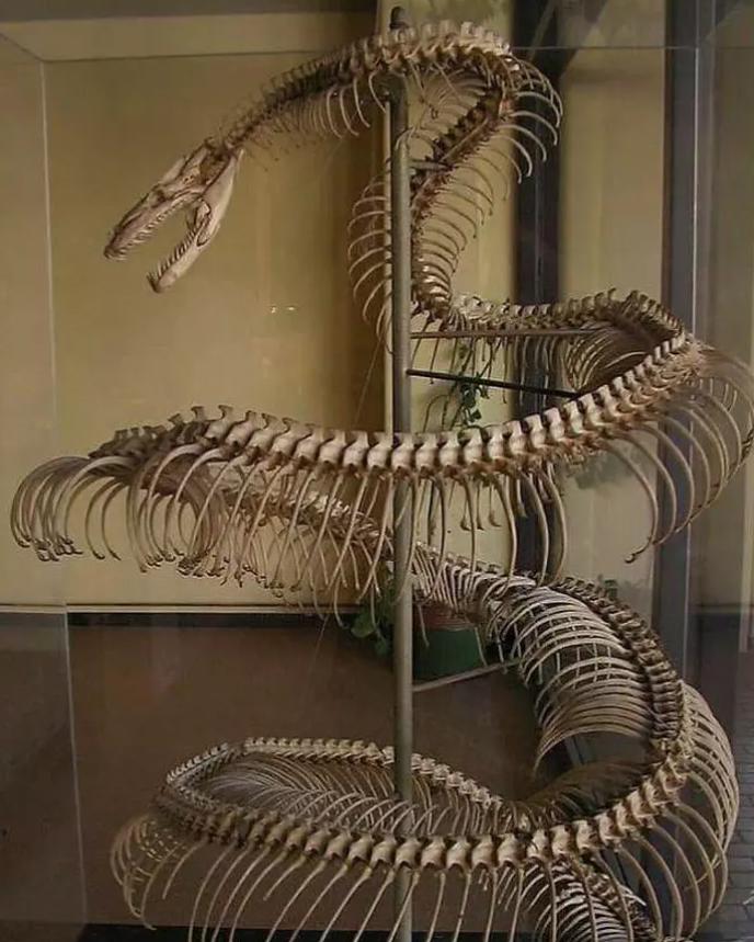 各种古生物化石图片,神秘的地球古生物昆虫化石