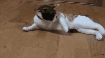 为什么老人都说家里不能养两只猫,十大不适合家养的猫