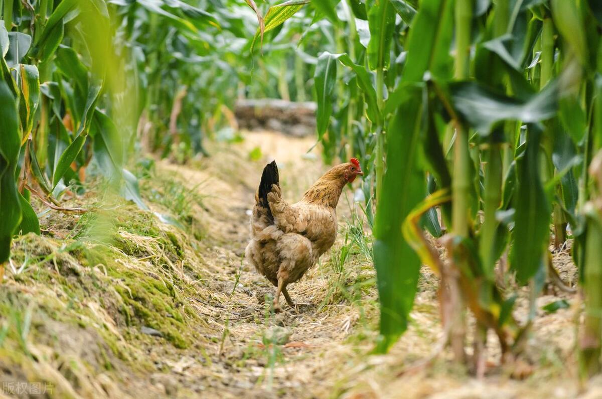 35元一只土鸡利润,200元一只土鸡一年利润有多少