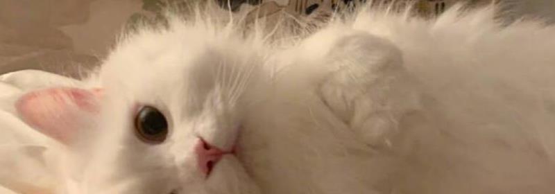 猫一直跟着你朝你叫是什么意思,猫一直叫很吵怎么让它安静下来