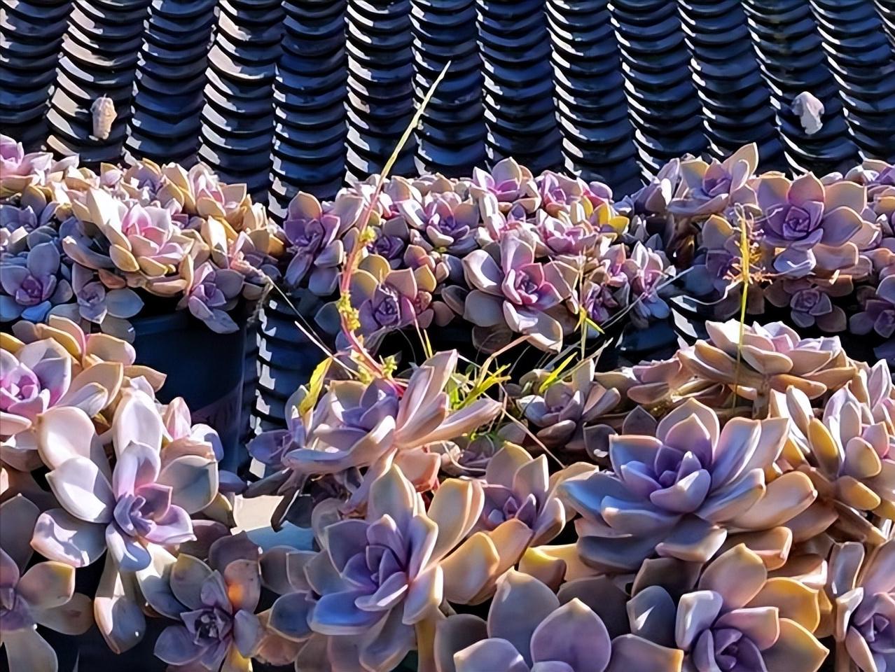 四川29岁太太养多肉从2楼爬到1楼,重庆一位太太屋顶养多肉成网红