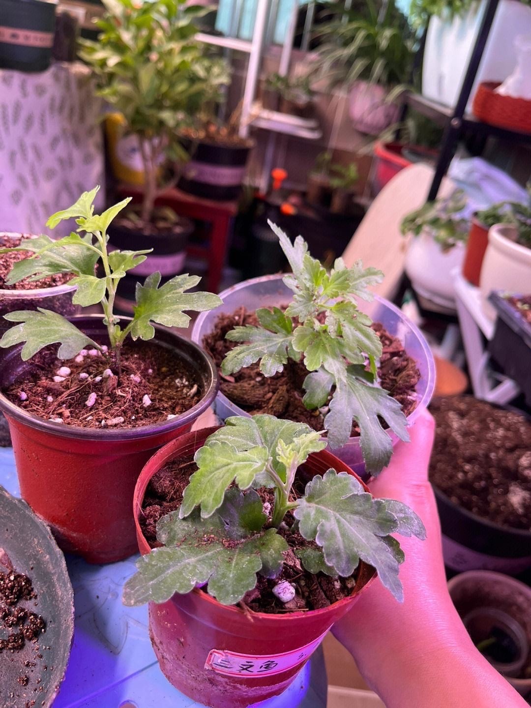 这8种花最旺家只需养一盆,什么花好看18种花又好养