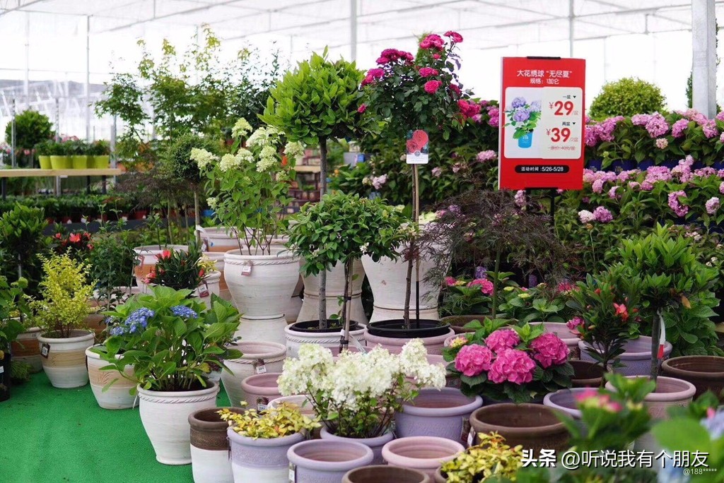 西安最好玩最大的花市,西安最美花市