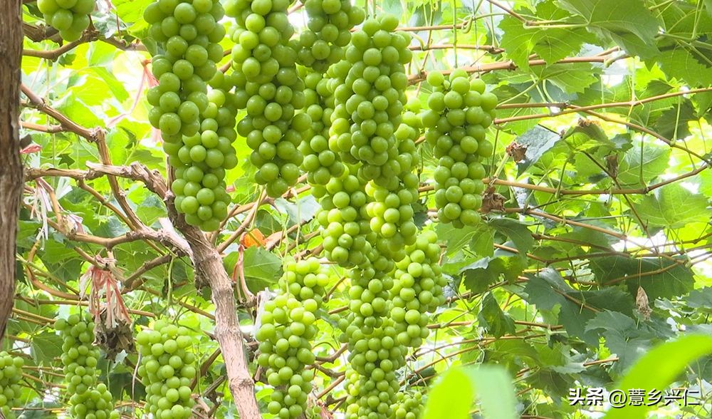 大凉山阳光玫瑰采摘,大阳光玫瑰各地采摘时间