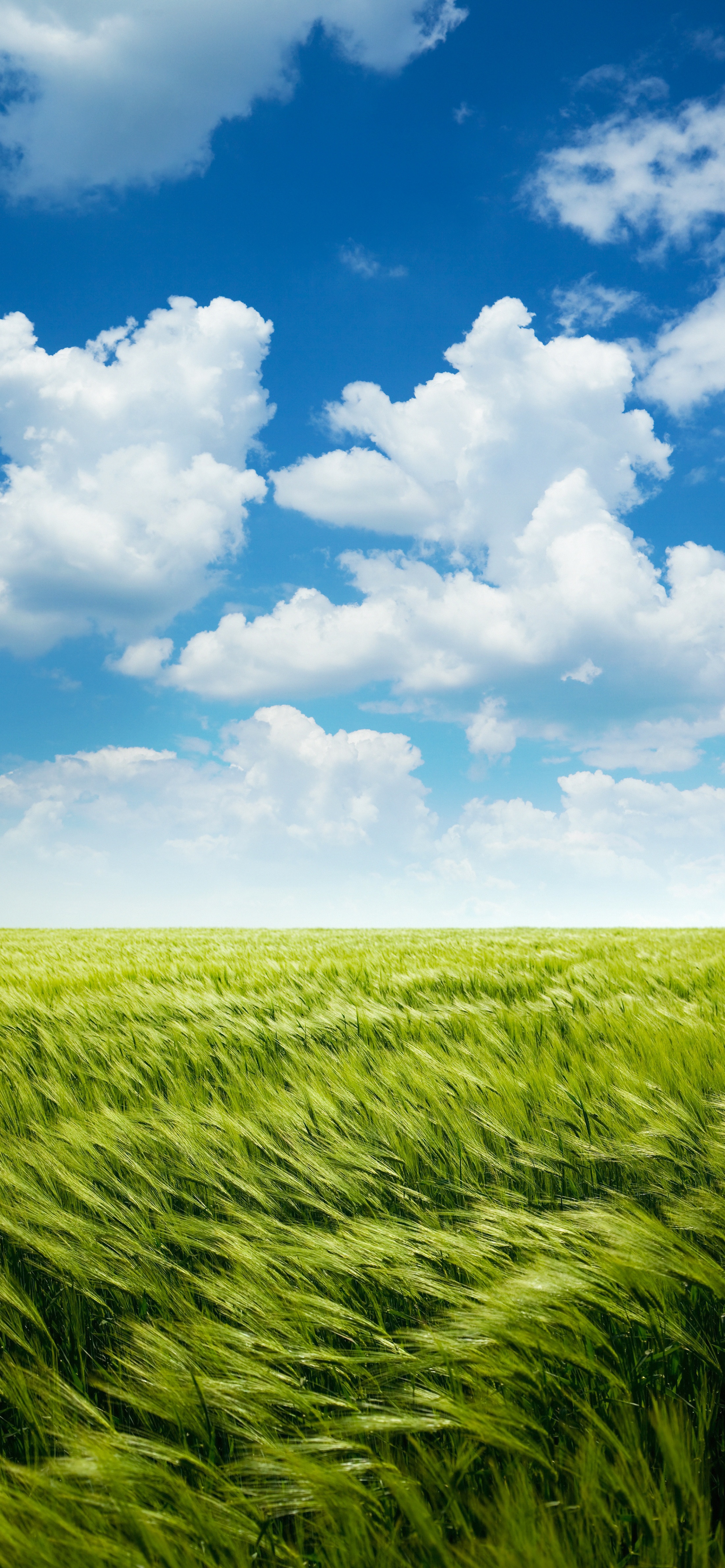 早安竖屏手机壁纸,早安图片最新手机壁纸