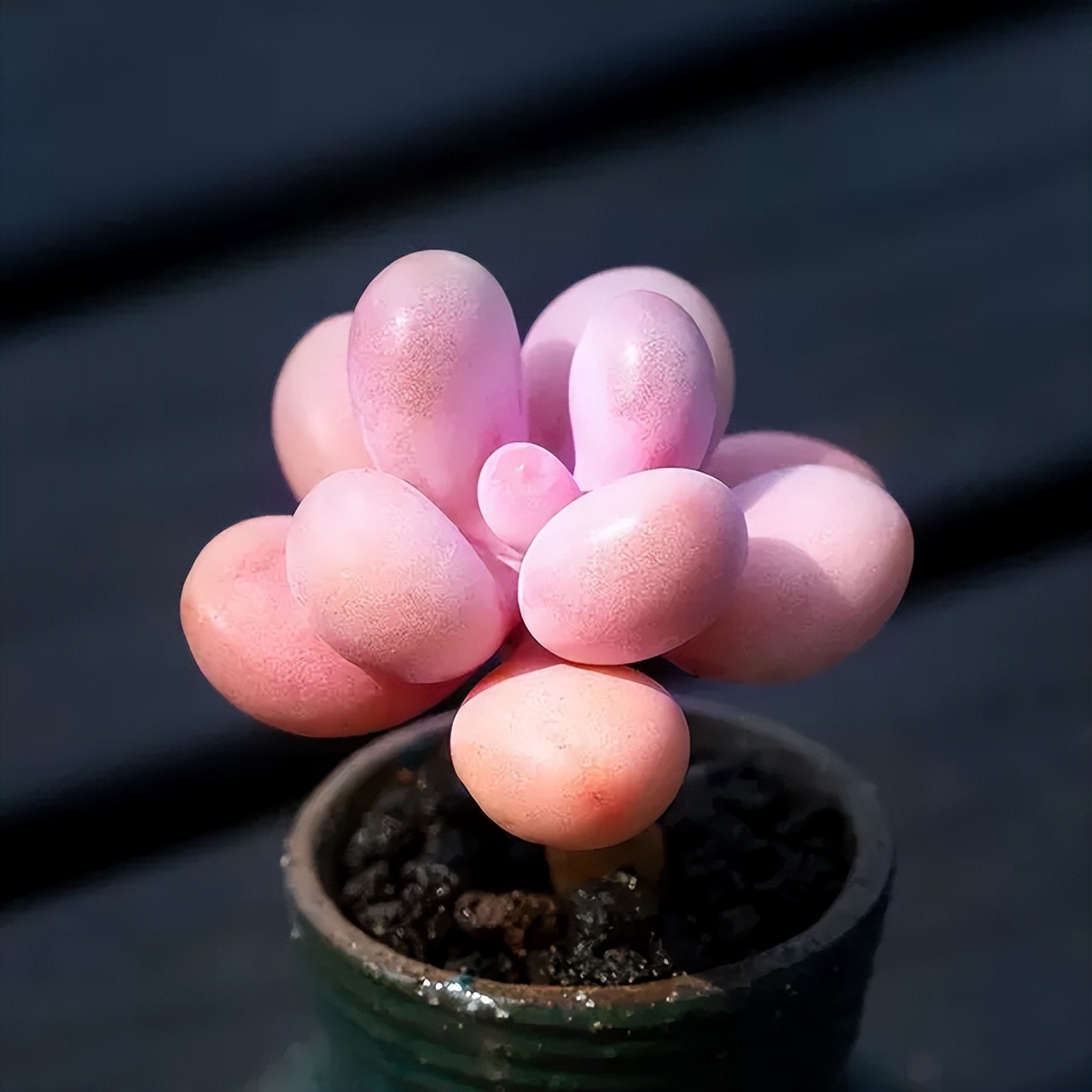 夏季怎么预防桃蛋化水,桃蛋夏季怎么养护