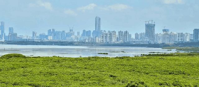 最震撼的红树林,最不真实的红树林
