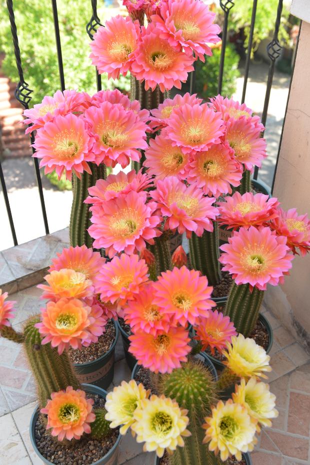 开花形状奇特的植物,一朵花开好久的植物