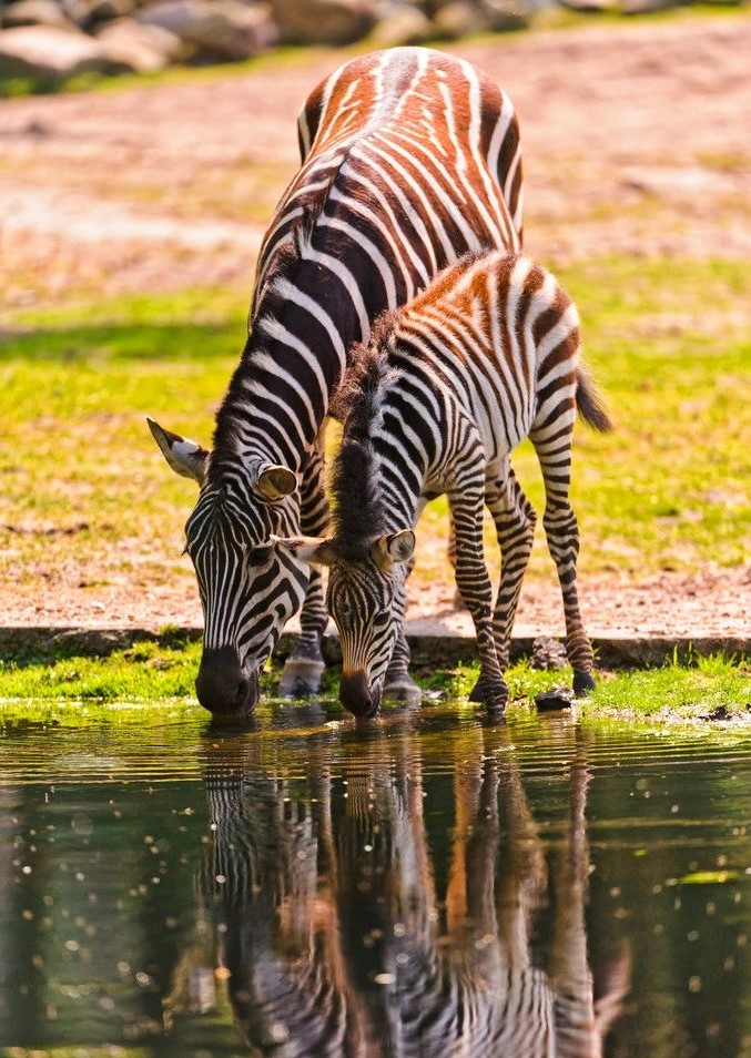 来源于汉语的英文词汇,来源于日语的英语单词