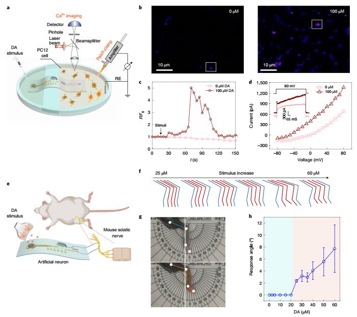 南邮与南洋理工合作项目,南邮团队研发纳米机器