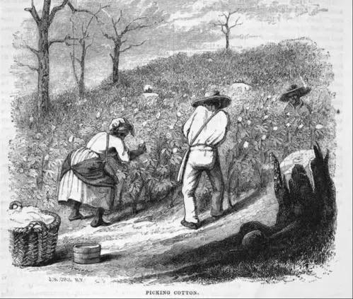 新疆棉和普通棉的区别,新疆棉和苏格兰棉哪种好