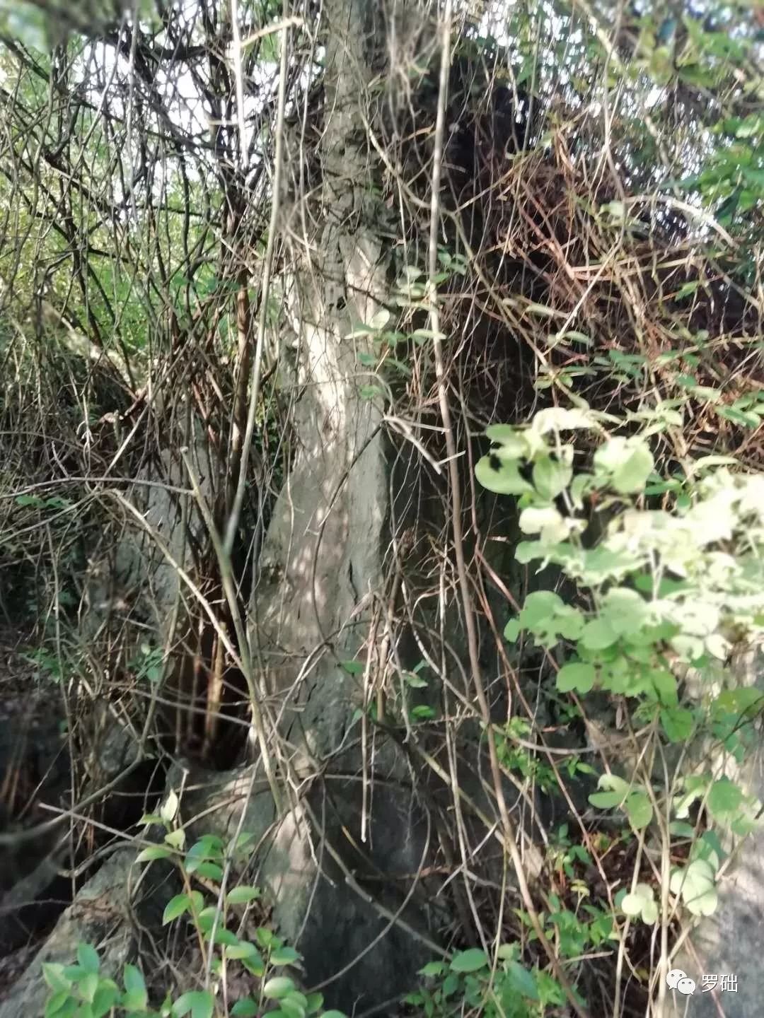 鐭虫湪灞卞,鐭虫湪瀵ㄥソ椋庡厜