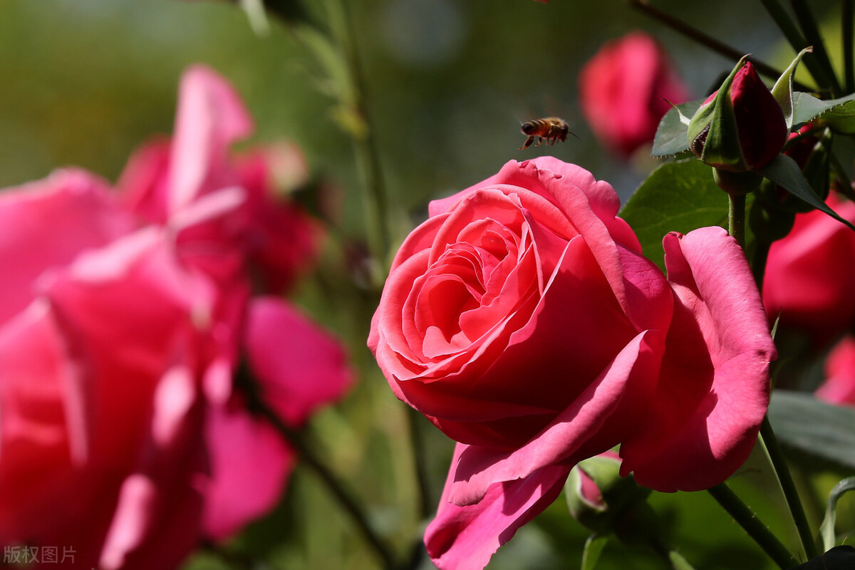 农历十二月中各月的代表花,十二个时辰对应的花