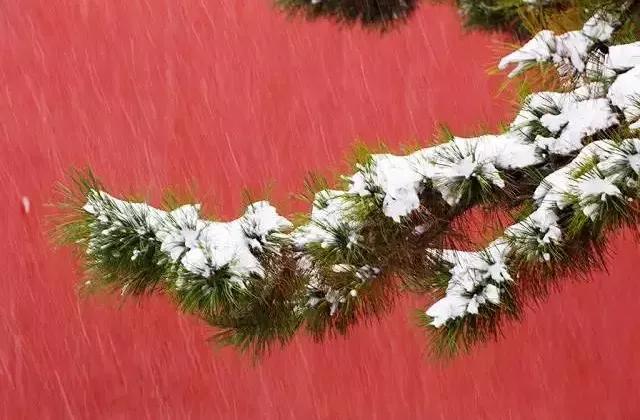 凤凰浴火涅槃重生,凤凰涅盘浴火重生英文怎么说