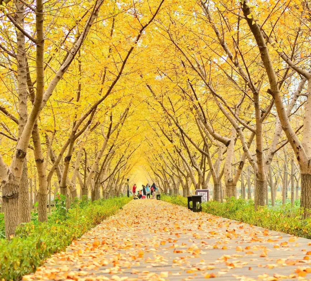 苏州秋季旅游最值得去的地方,苏州赏秋一日游攻略