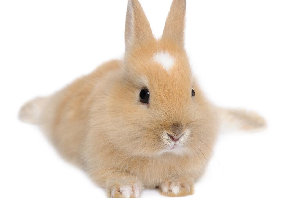 小兔子的眼睛有一个好像睁不开,小兔子眼睛睁不开是怎么回事