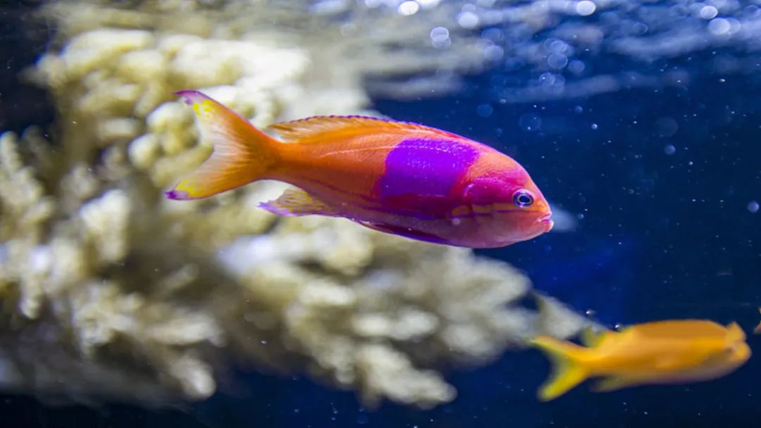 79年的羊养几条风水鱼好,71年八月生属猪人养几条风水鱼好