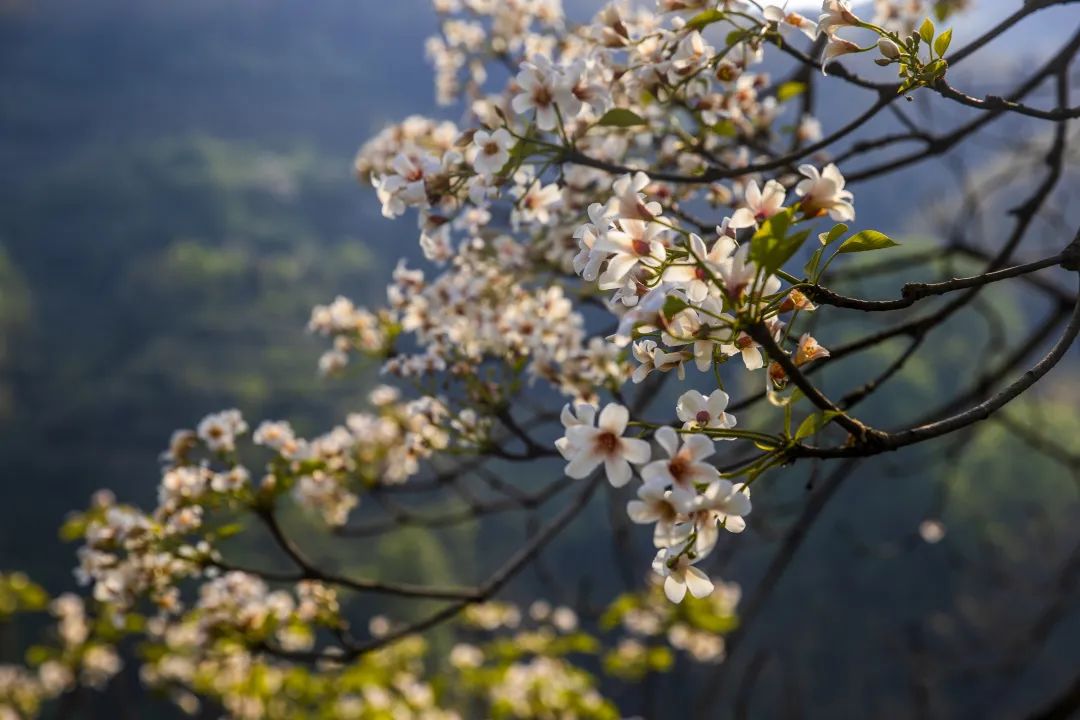 鍘嗗彶涓婇粍閲戠殑鍓嶄笘浠婄敓,榛勯噾姘撮亾鍘嗗彶浜ゆ槗鏁版嵁