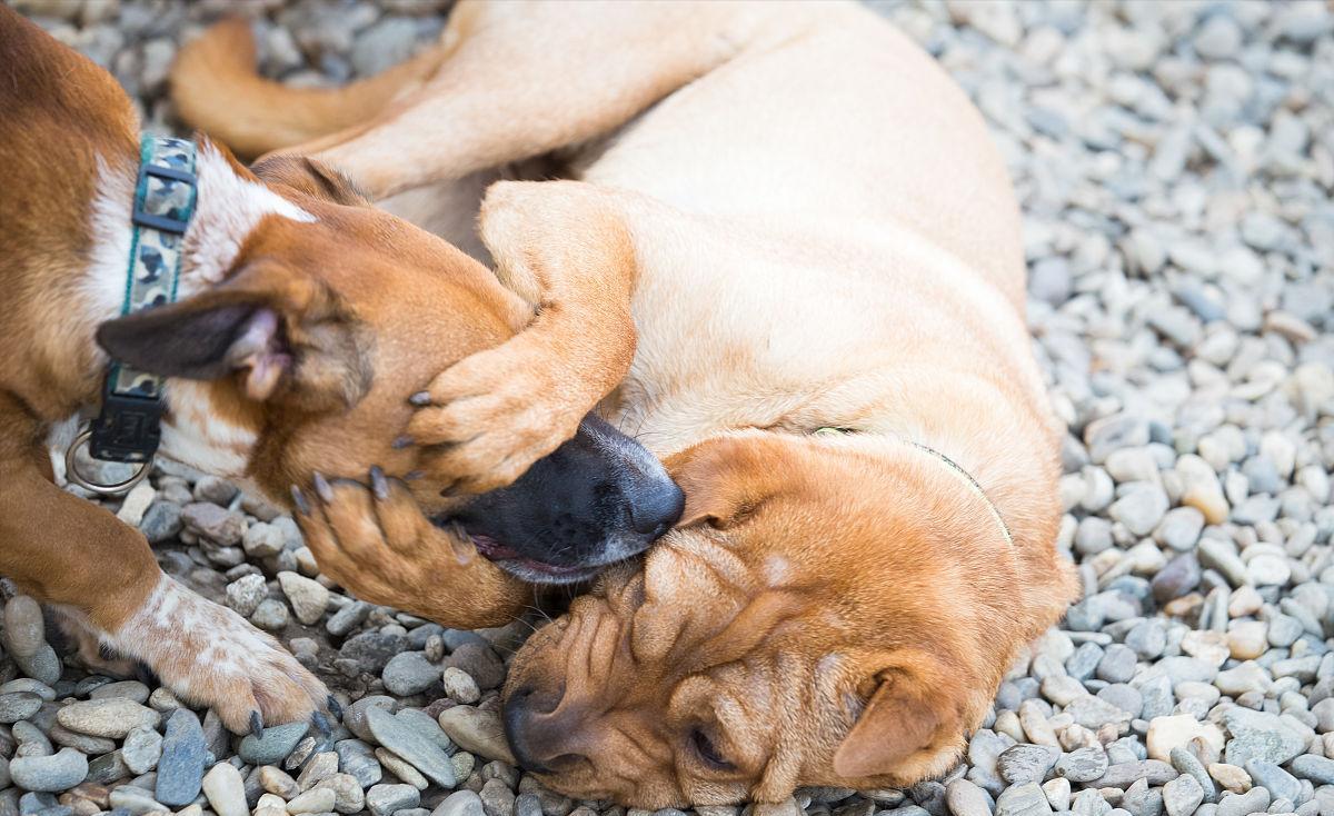 狗为什么会闻屁屁,两狗见面怎么能看出哪个凶