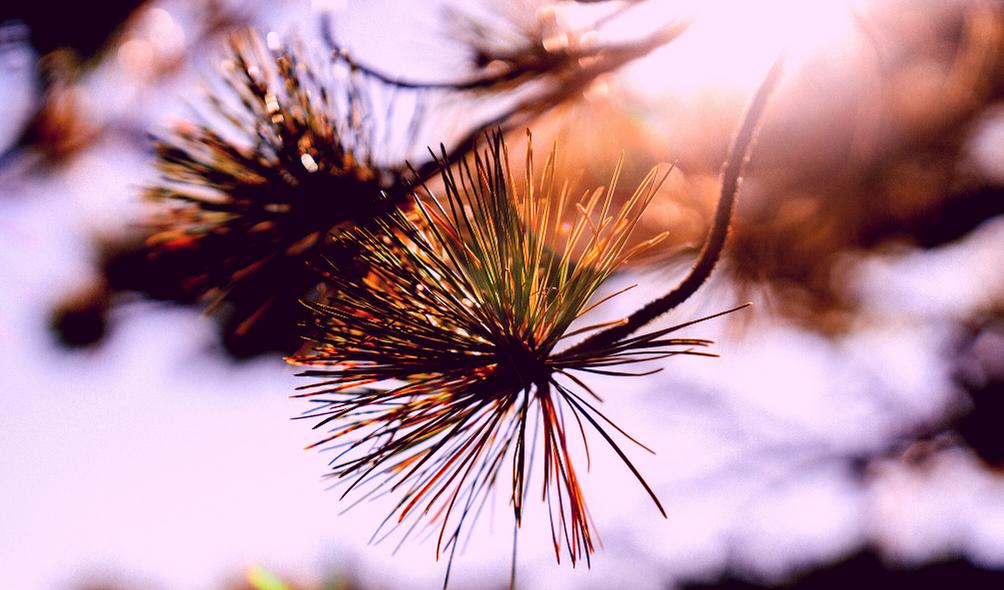 愿你努力向上光芒万丈的英语,愿你努力向上光芒万丈