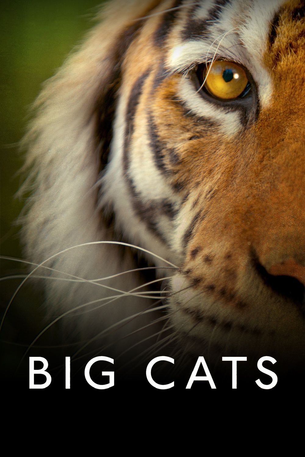 动植物百科知识纪录片,央视纪录片孩子必看动植物