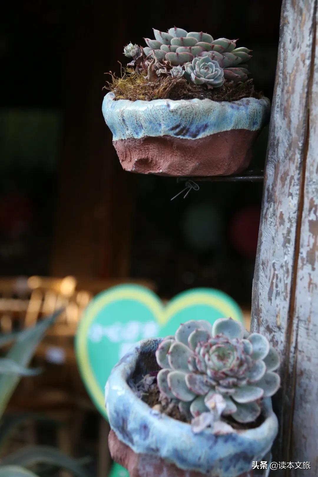 走进多肉世界,丽江古城多肉