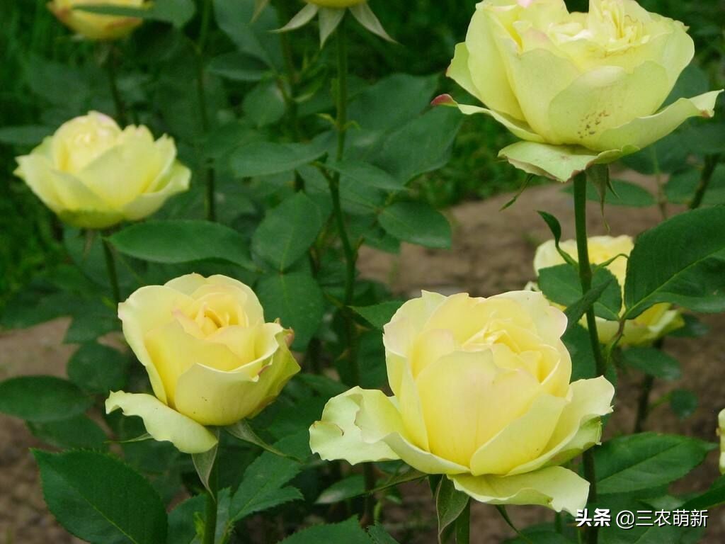 20种月季花图片大全,介绍月季花方法
