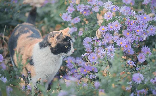 清华大学计算机科学与技术系好吗,清华大学计算机科学与技术系就业